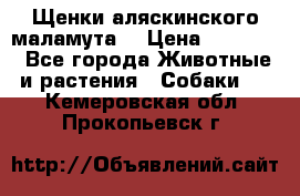 Щенки аляскинского маламута  › Цена ­ 15 000 - Все города Животные и растения » Собаки   . Кемеровская обл.,Прокопьевск г.